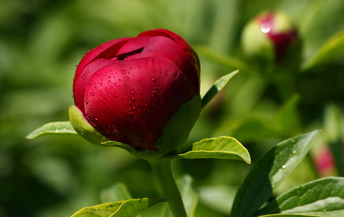 殷都区梅园庄街道: 利用“殷都智慧党