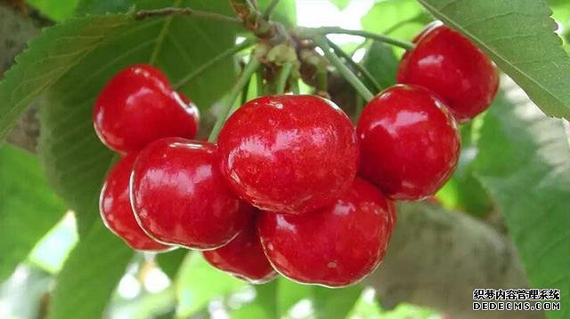 垂涎欲滴!5月的广东水果都没有这个好吃呀