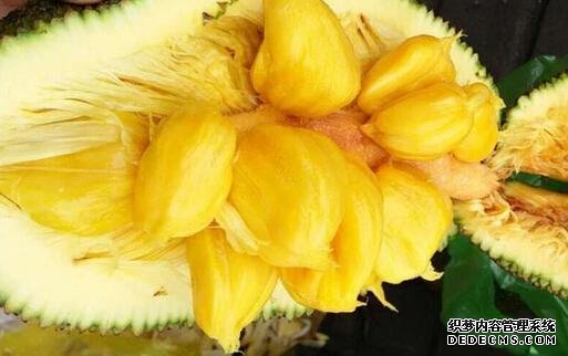 湄公河畔榴莲蜜,见多识广的广东人都不一定认识的水果