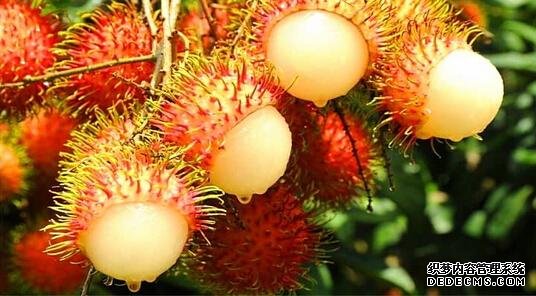 据说这家伙比荔枝还好吃,广东吃货你们来说说看